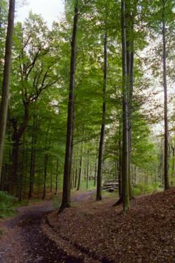 Waldweg zur Hnenburg