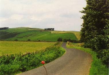 Gumminefer vor Landschaft