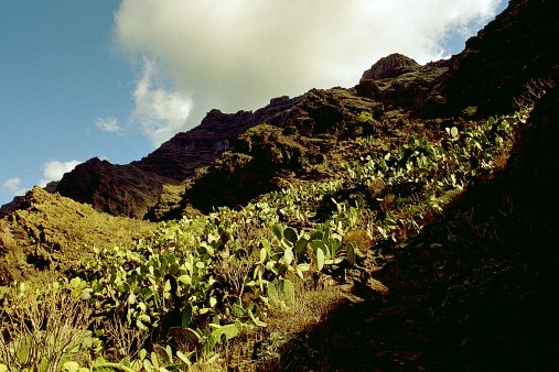 ein Bild von Gomera