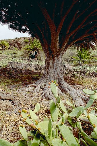 ein Bild von Gomera